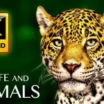 Thế giới động vật – Animals & Wildlife